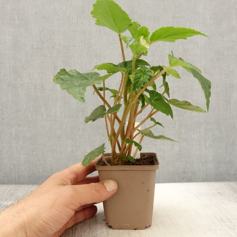 Esimerkki keväällä toimitetusta Riippubegonia Begonia Chardonnay 8/9 cm taimiruukku-taimesta