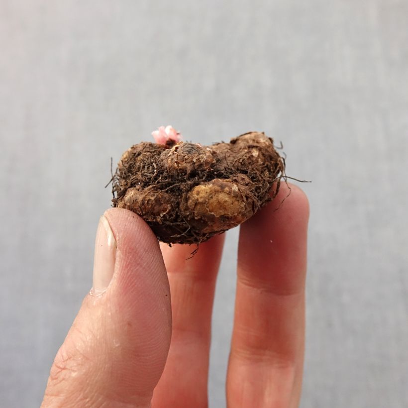 Esimerkki keväällä toimitetusta Mukulabegonia Mix Bulbe size 4+-taimesta