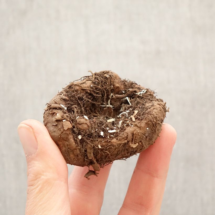 Esimerkki keväällä toimitetusta Mukulabegonia Alifra Apricot Ballerina Sipulit Koko 5+-taimesta