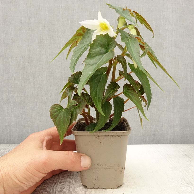 Esimerkki keväällä toimitetusta Riippubegonia Summerwings Apricot Improved 8/9 cm taimiruukku-taimesta