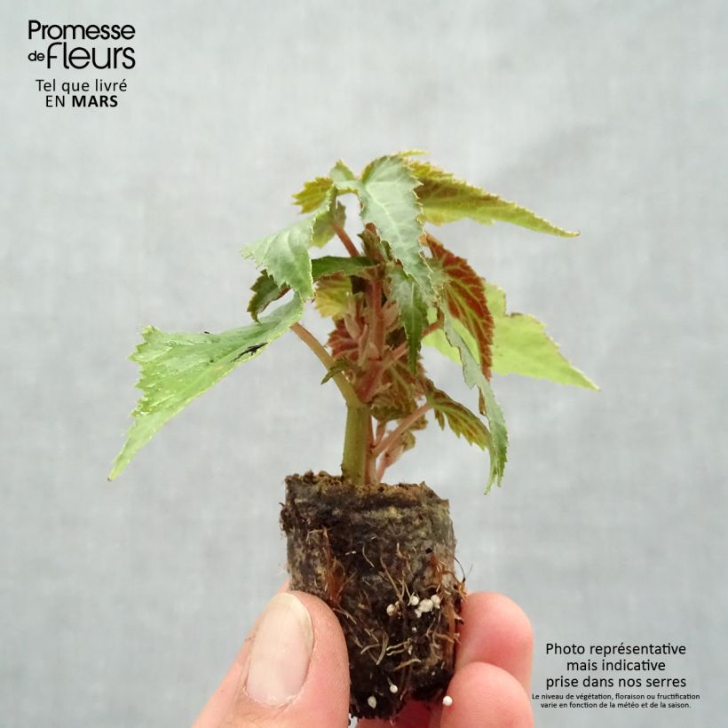 Esimerkki keväällä toimitetusta Riippubegonia Summerwings Rose Minipaakku Ø 3/4 cm-taimesta