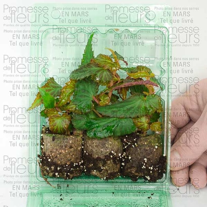 Esimerkki toimitetusta Riippubegonia Summerwings White Minipaakku Ø 3/4 cm-taimesta