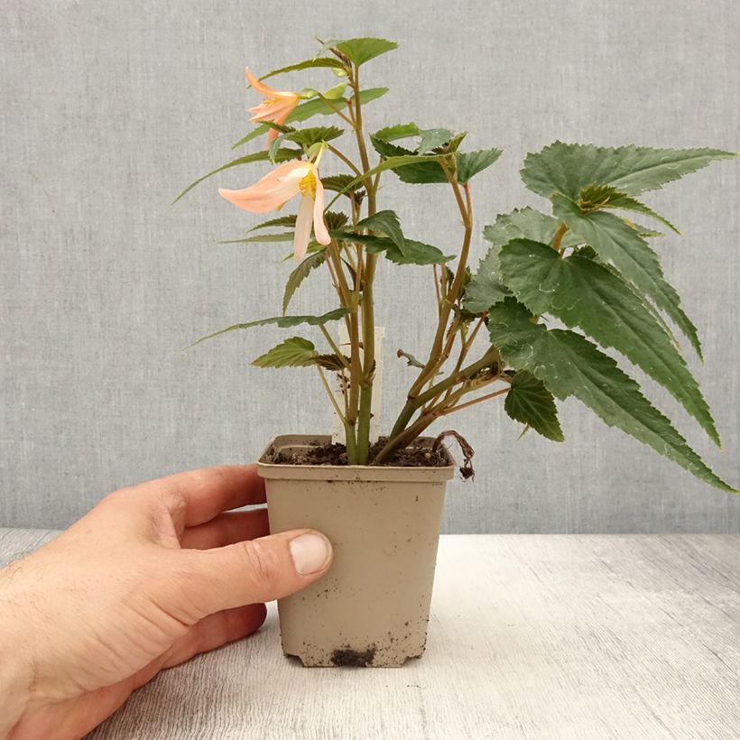 Esimerkki keväällä toimitetusta Begonia retombant Summerwings White Elegance Godet de 8/9 cm-taimesta