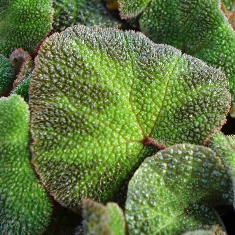 Kuningasbegonia Soli Mutata (Lehvistö)