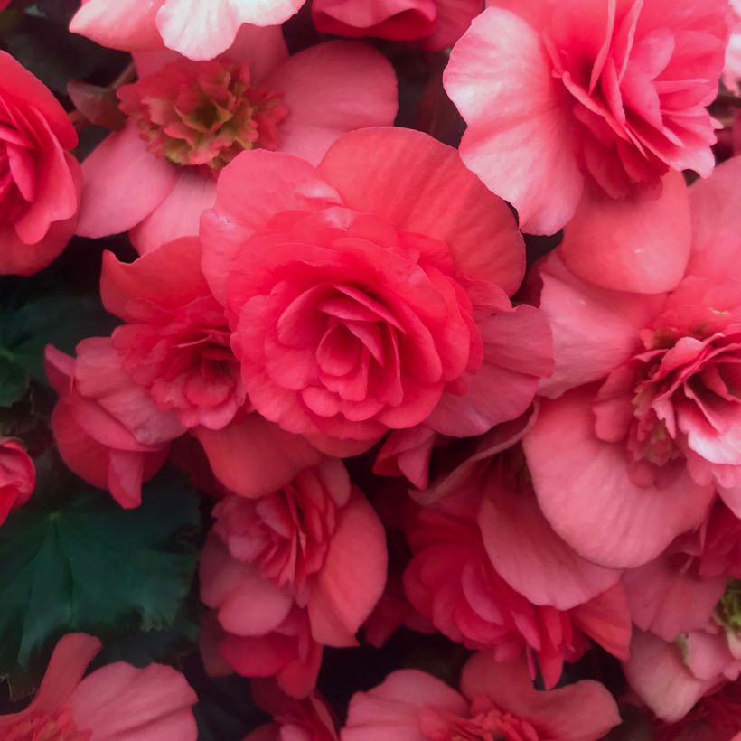 Kesäbegonia Sunbrero Dark Pink (Kukinta)