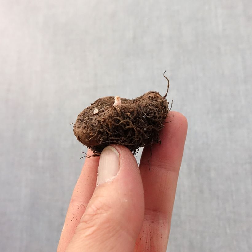 Esimerkki keväällä toimitetusta Mukulabegonia Switzerland Bulbe size 5+-taimesta