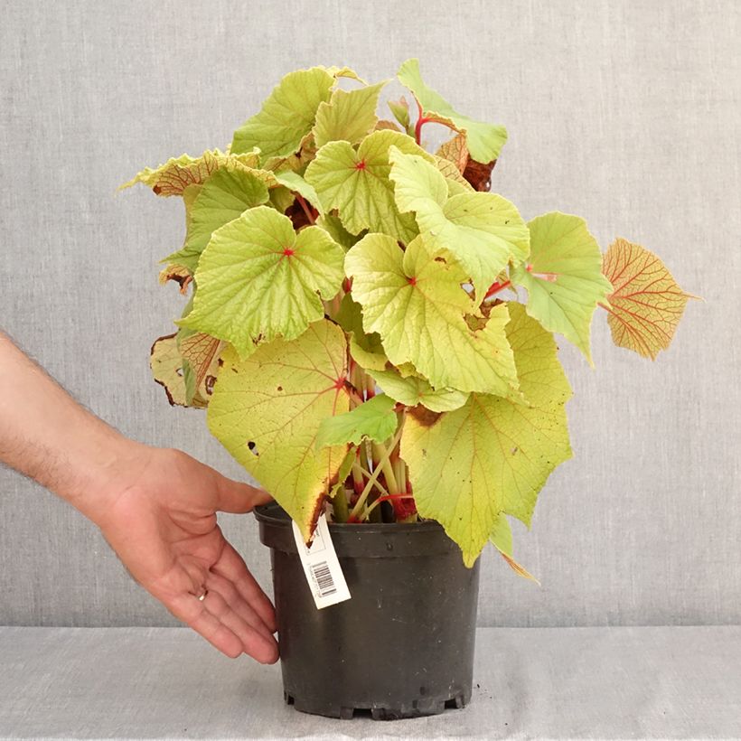 Esimerkki kesällä toimitetusta Kesäbegonia Torsa 3 litran/4 litran ruukku-taimesta