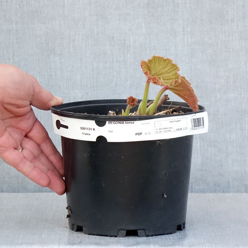 Esimerkki keväällä toimitetusta Begonia Torsa Pot de 3L/4L-taimesta