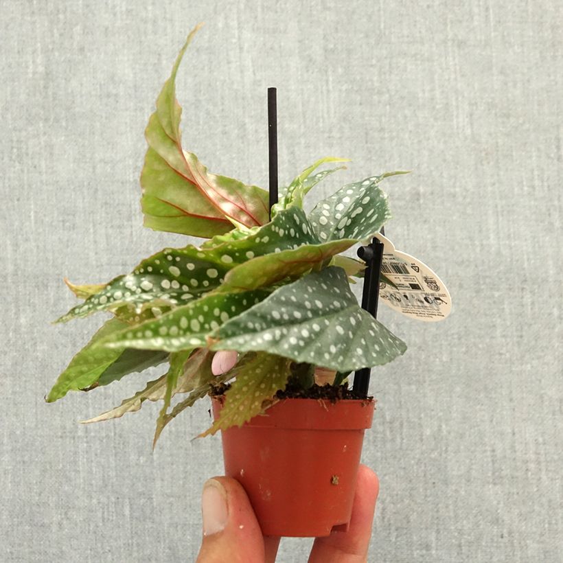 Esimerkki keväällä toimitetusta Begonia Wings maculata Silverspot Minikasvi-taimesta