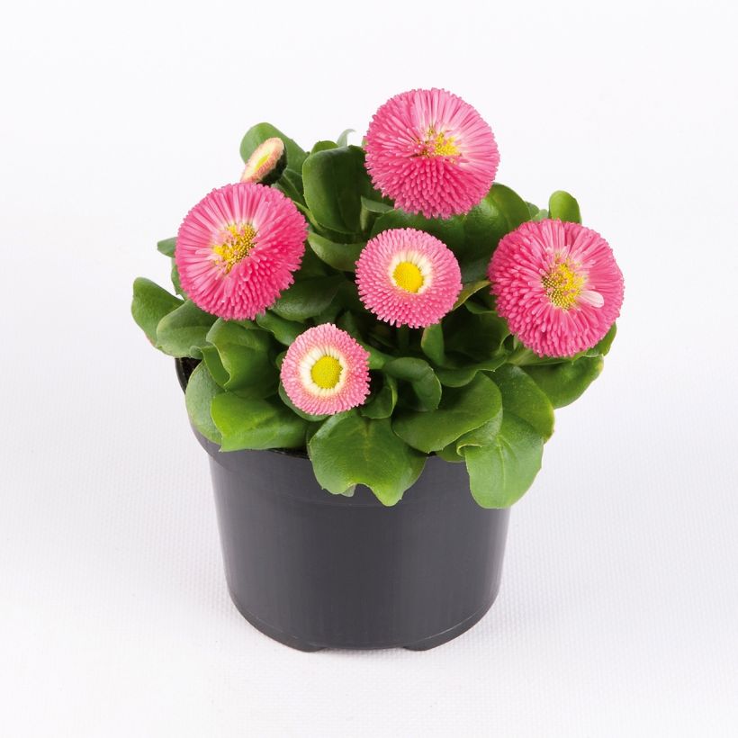 Kaunokainen Bellastar Compact Rose (Kasvutapa)