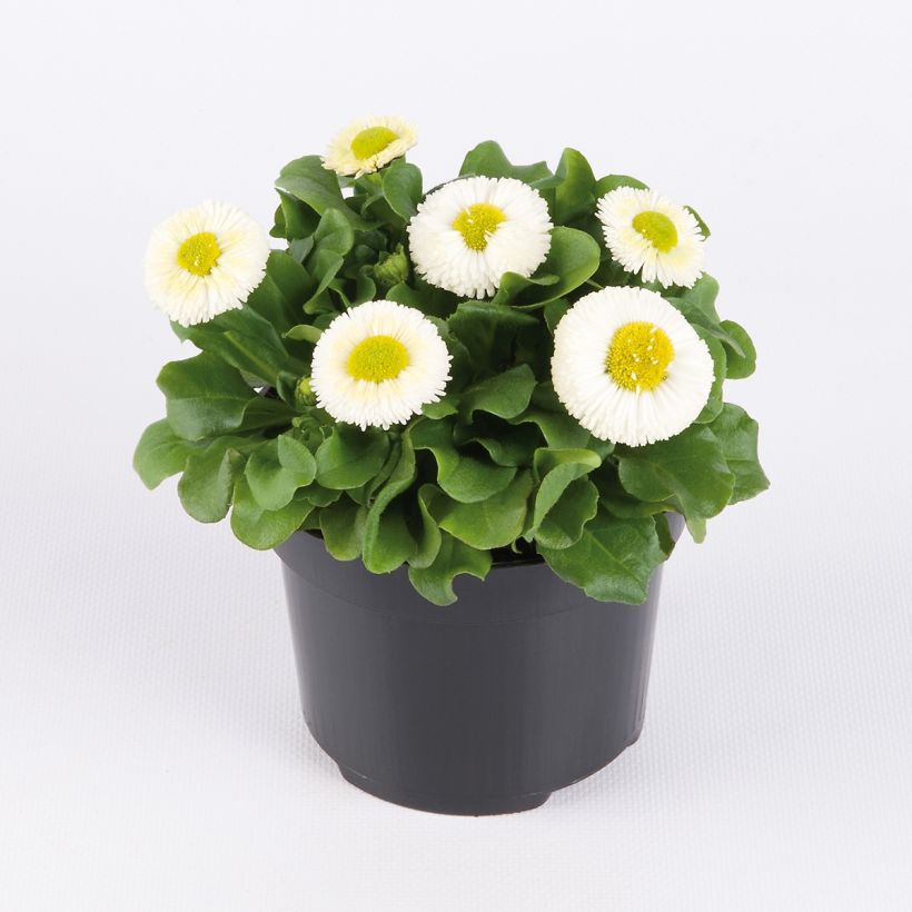 Kaunokainen Bellastar Compact White (Kasvutapa)