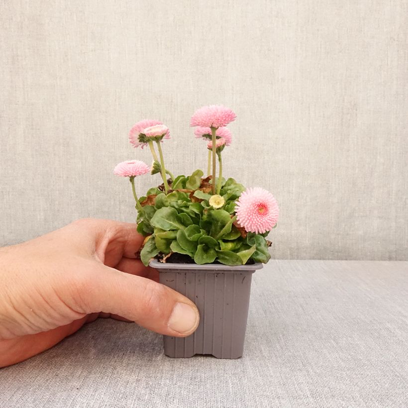 Esimerkki keväällä toimitetusta Kaunokainen Roze Godet de 7/8 cm-taimesta