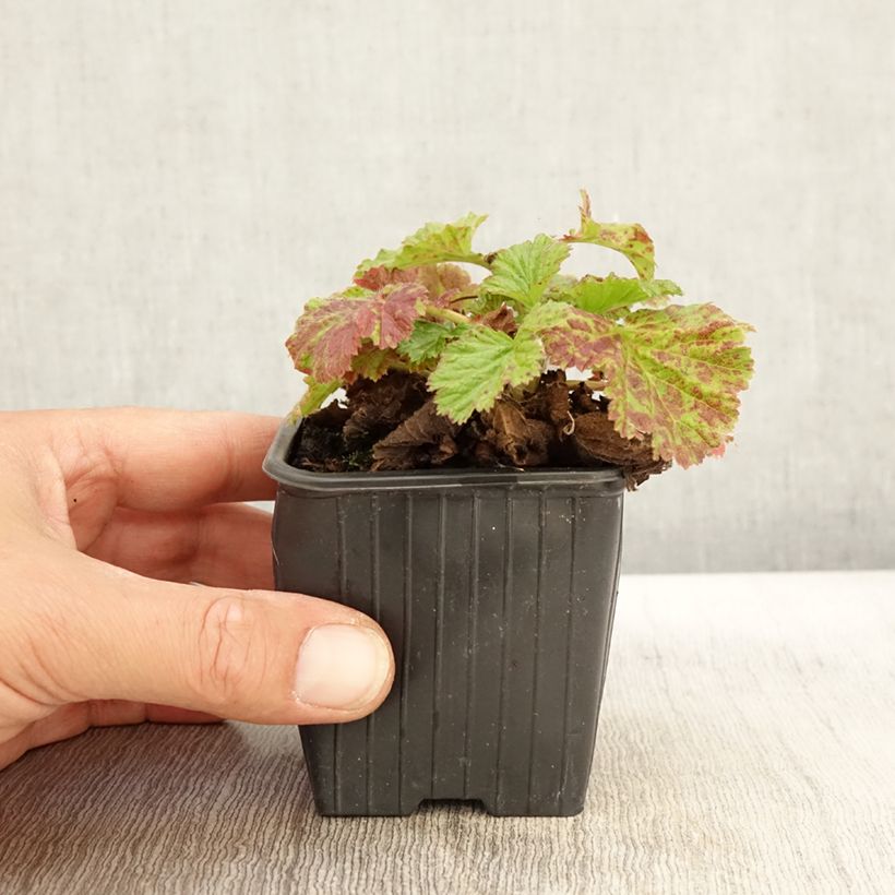 Esimerkki syksyllä toimitetusta Benoîte des rives Coppertone Godet de 8/9 cm-taimesta