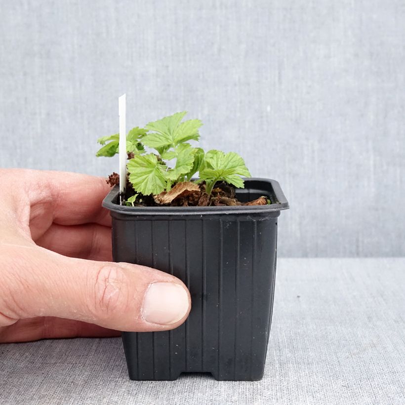 Esimerkki keväällä toimitetusta Ojakellukka Coppertone Godet de 8/9 cm-taimesta