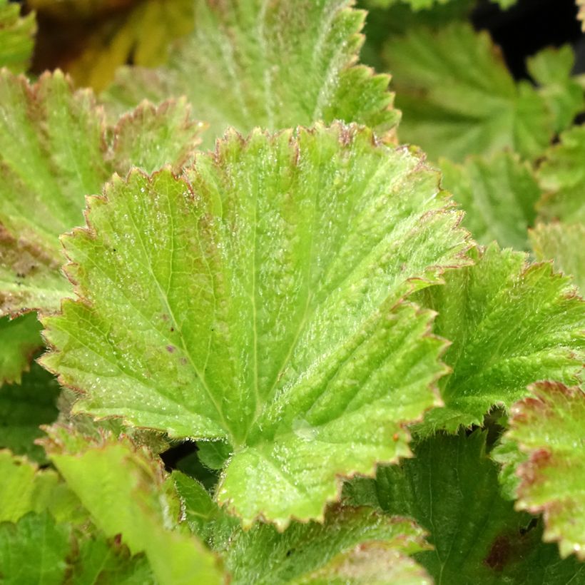 Ojakellukka Coppertone (Lehvistö)