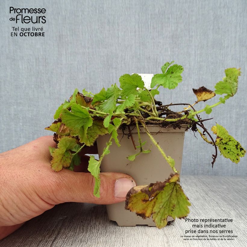 Esimerkki syksyllä toimitetusta Ojakellukka - Geum rivale 8/9 cm taimiruukku-taimesta