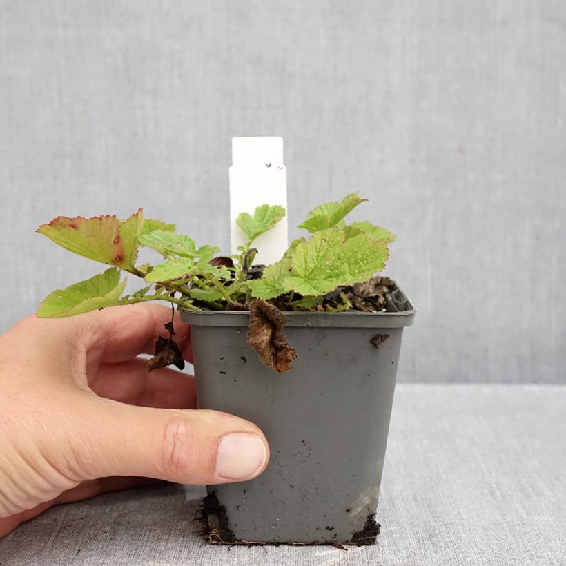 Esimerkki syksyllä toimitetusta Tarhakellukka Dolly North 8/9 cm taimiruukku-taimesta