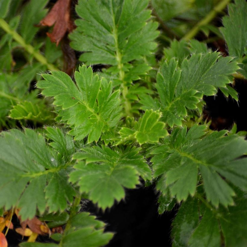 Sulkakellukka - Geum triflorum (Lehvistö)