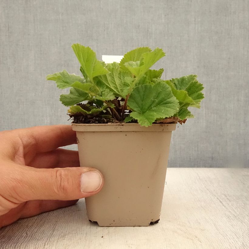 Esimerkki kesällä toimitetusta Tarhakellukka Sigiswang Godet de 8/9 cm-taimesta