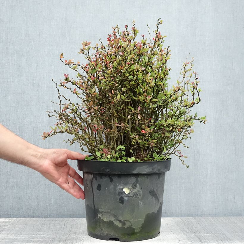 Esimerkki kesällä toimitetusta Reunushappomarja Nana Ruukku 7,5L / 10L-taimesta