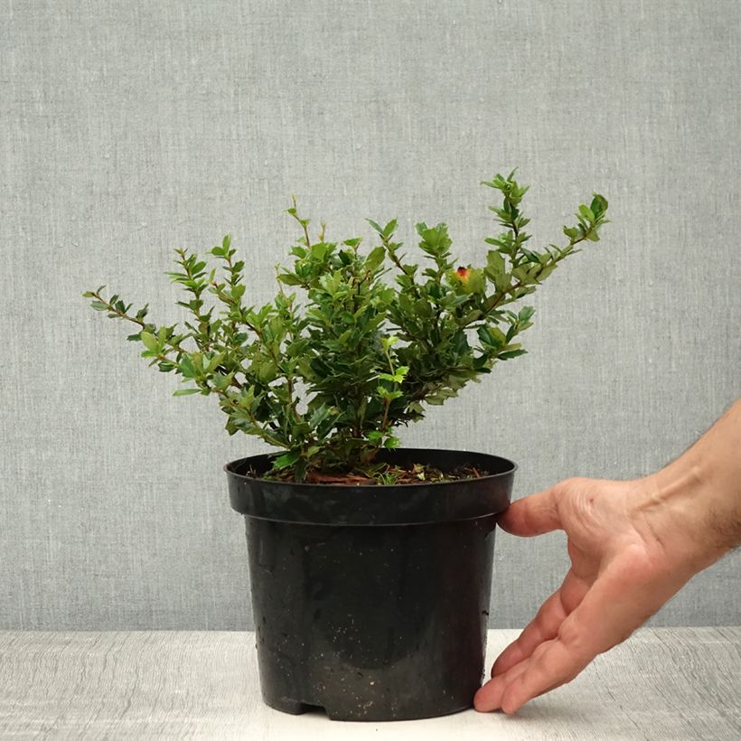 Esimerkki kesällä toimitetusta Chilenhappomarja - Berberis darwinii Ruukku 2L / 3L-taimesta