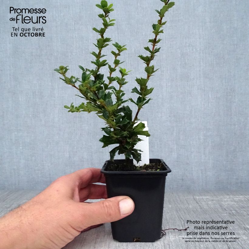 Esimerkki syksyllä toimitetusta Chilenhappomarja - Berberis darwinii 8/9 cm taimiruukku-taimesta