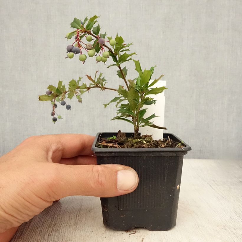 Esimerkki kesällä toimitetusta Chilenhappomarja - Berberis darwinii Taimiruukku 8/9 cm-taimesta