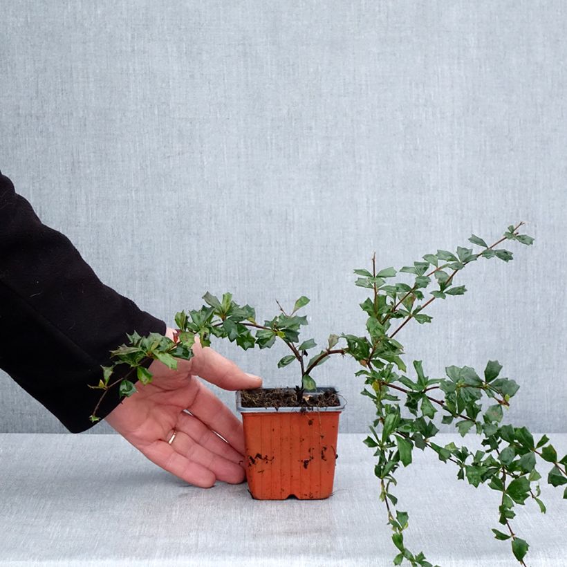 Esimerkki talvella toimitetusta Chilenhappomarja - Berberis darwinii 8/9 cm taimiruukku-taimesta