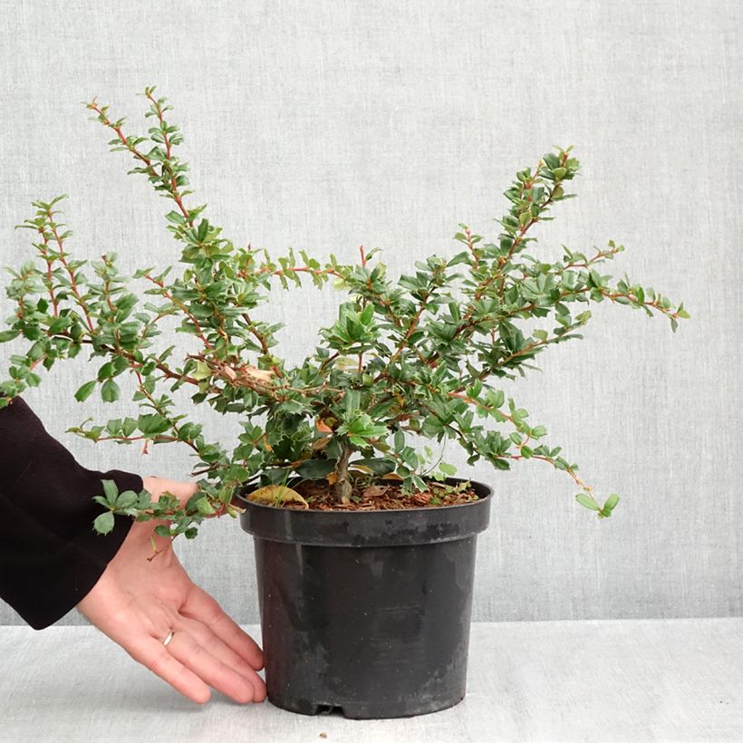 Esimerkki syksyllä toimitetusta Chilenhappomarja - Berberis darwinii 2 litran/3 litran ruukku-taimesta