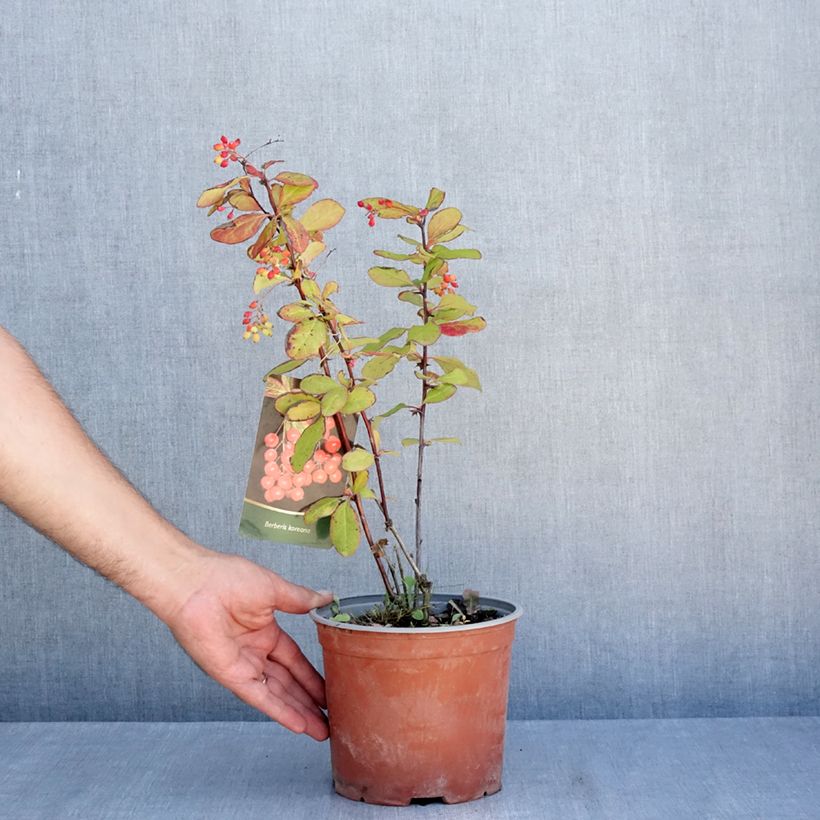Esimerkki kesällä toimitetusta Koreanhappomarja - Berberis koreana 3 litran/4 litran ruukku-taimesta