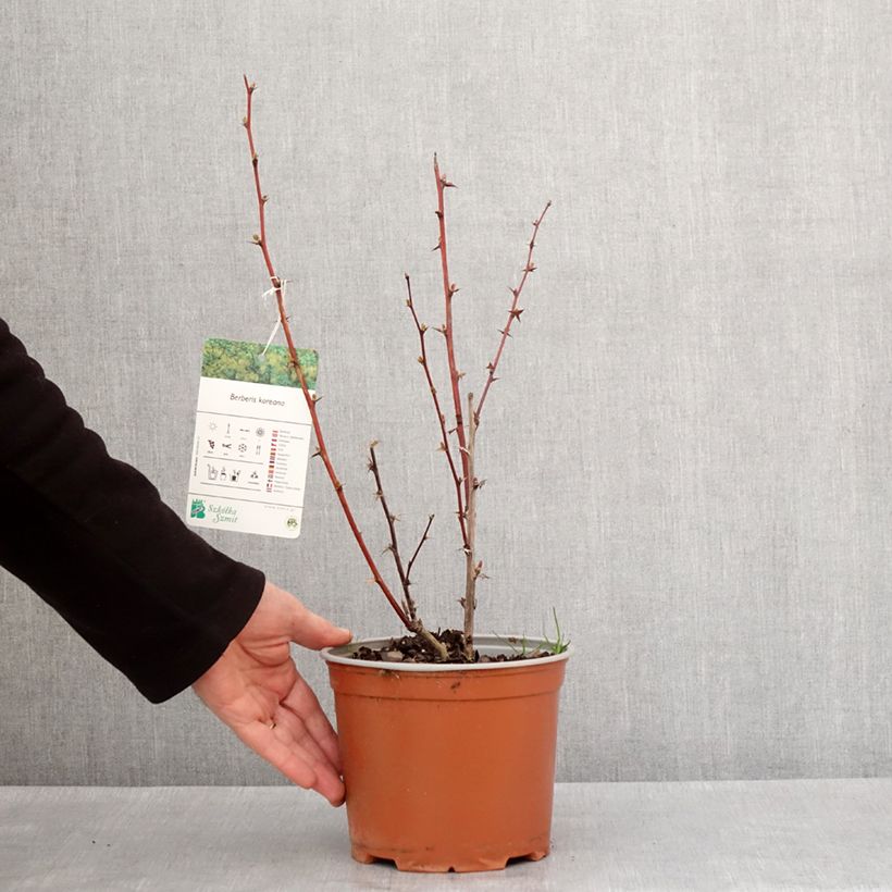 Esimerkki talvella toimitetusta Berberis koreana - Epine-vinette de Corée Pot de 3L/4L-taimesta
