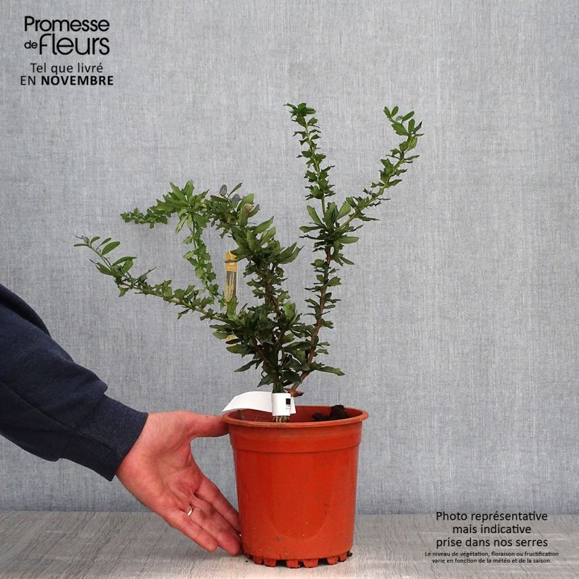 Esimerkki syksyllä toimitetusta Happomarja Apricot Queen 2 litran/3 litran ruukku-taimesta