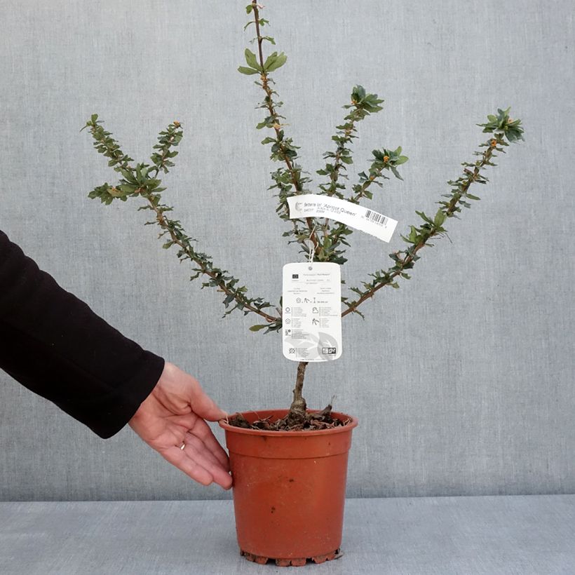 Esimerkki keväällä toimitetusta Berberis lologensis Apricot Queen - Epine-vinette. Pot de 2L/3L-taimesta