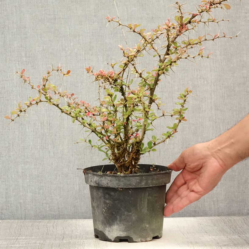 Esimerkki kesällä toimitetusta Japaninhappomarja Parkjuweel Pot de 2L/3L-taimesta