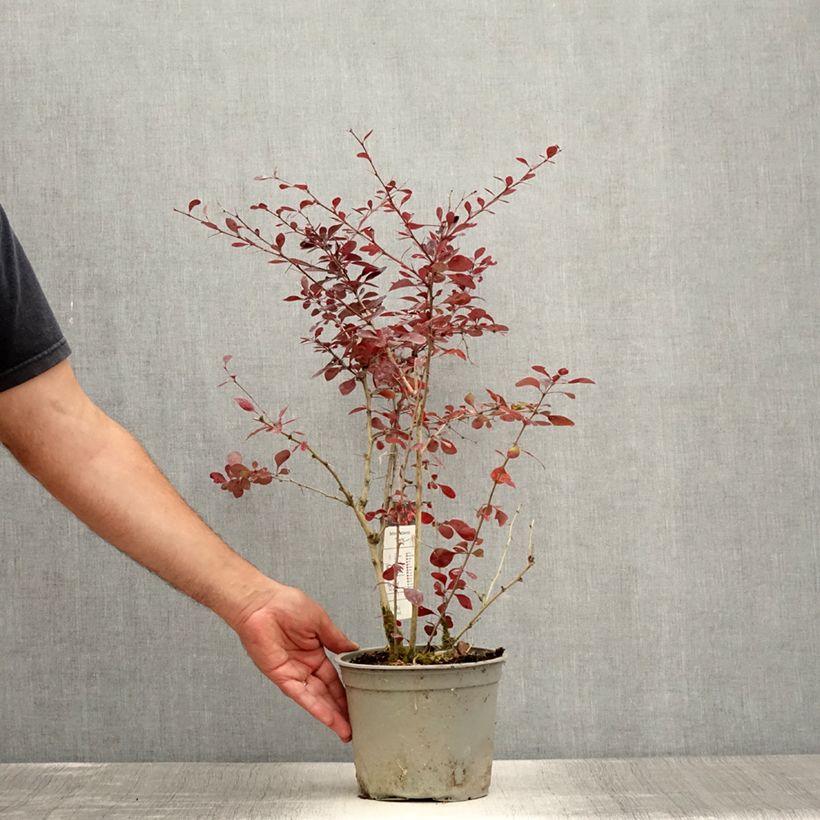 Esimerkki kesällä toimitetusta Tarhahappomarja Superba Pot de 3L/4L-taimesta