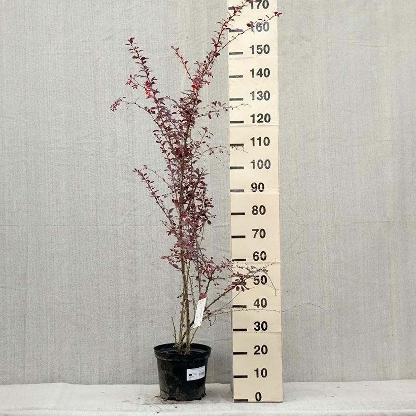 Esimerkki kesällä toimitetusta Tarhahappomarja Superba Pot de 7,5L/10L-taimesta