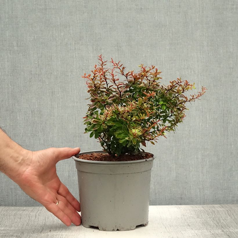 Esimerkki kesällä toimitetusta Japaninhappomarja Admiration Pot de 2L/3L-taimesta