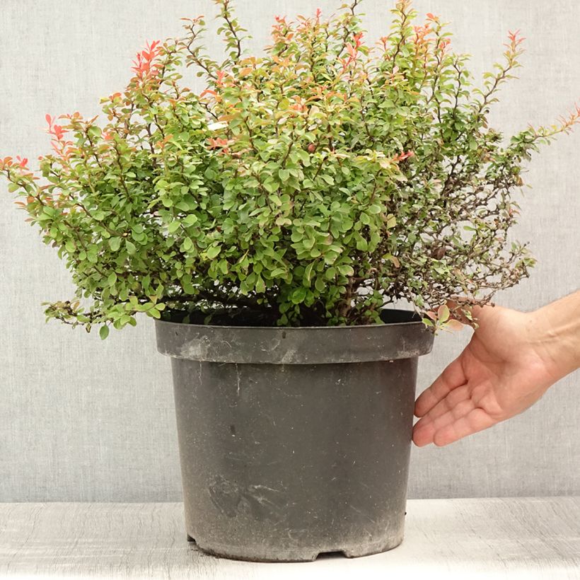 Esimerkki kesällä toimitetusta Japaninhappomarja Admiration Pot de 7,5L/10L-taimesta