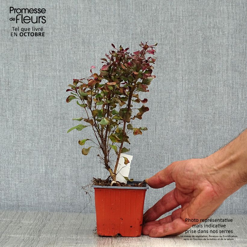 Esimerkki syksyllä toimitetusta Japaninhappomarja Atropurpurea 8/9 cm taimiruukku-taimesta