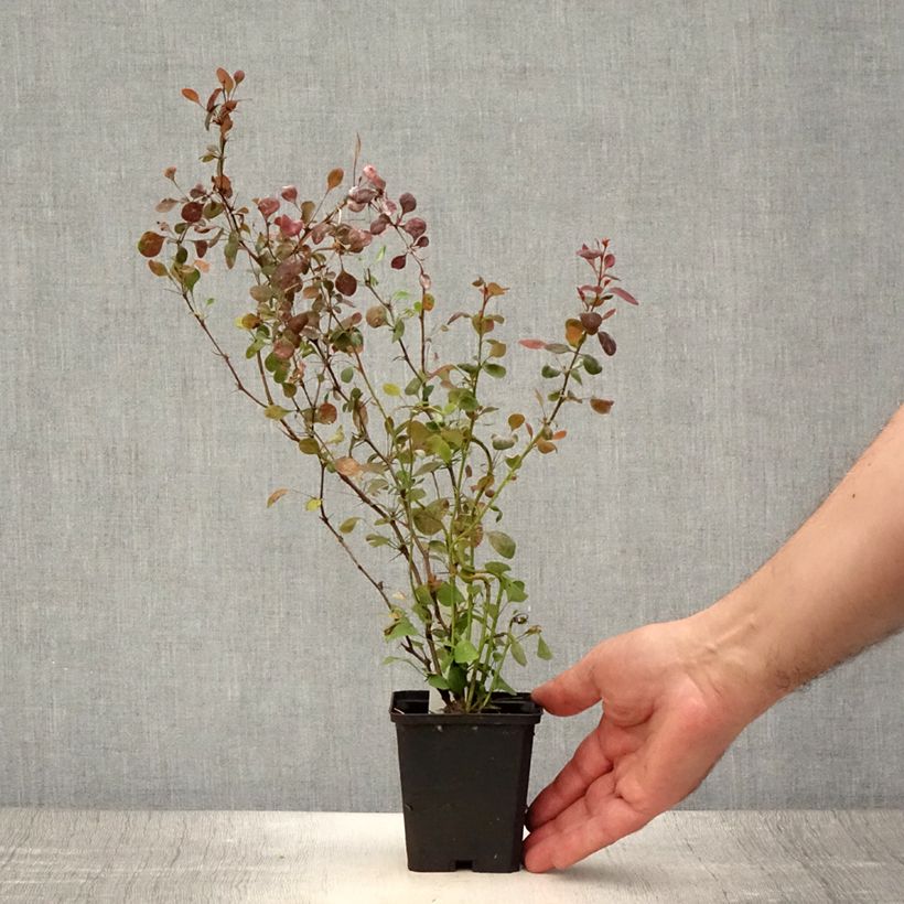 Esimerkki kesällä toimitetusta Japaninhappomarja Atropurpurea Taimiruukku 8/9 cm-taimesta