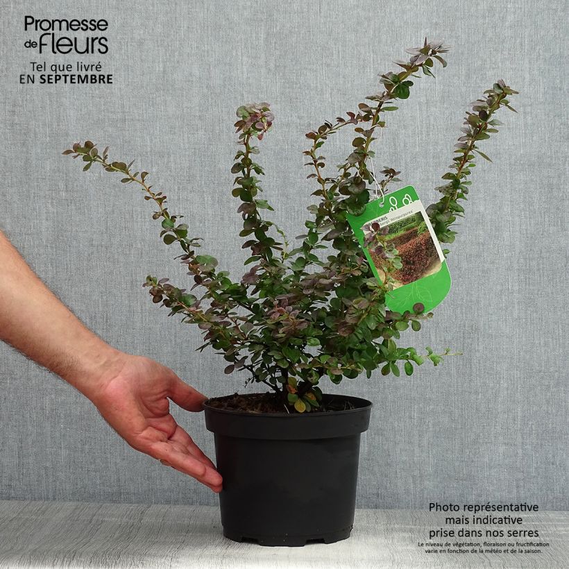 Esimerkki kesällä toimitetusta Japaninhappomarja Atropurpurea Ruukku 2L / 3L-taimesta