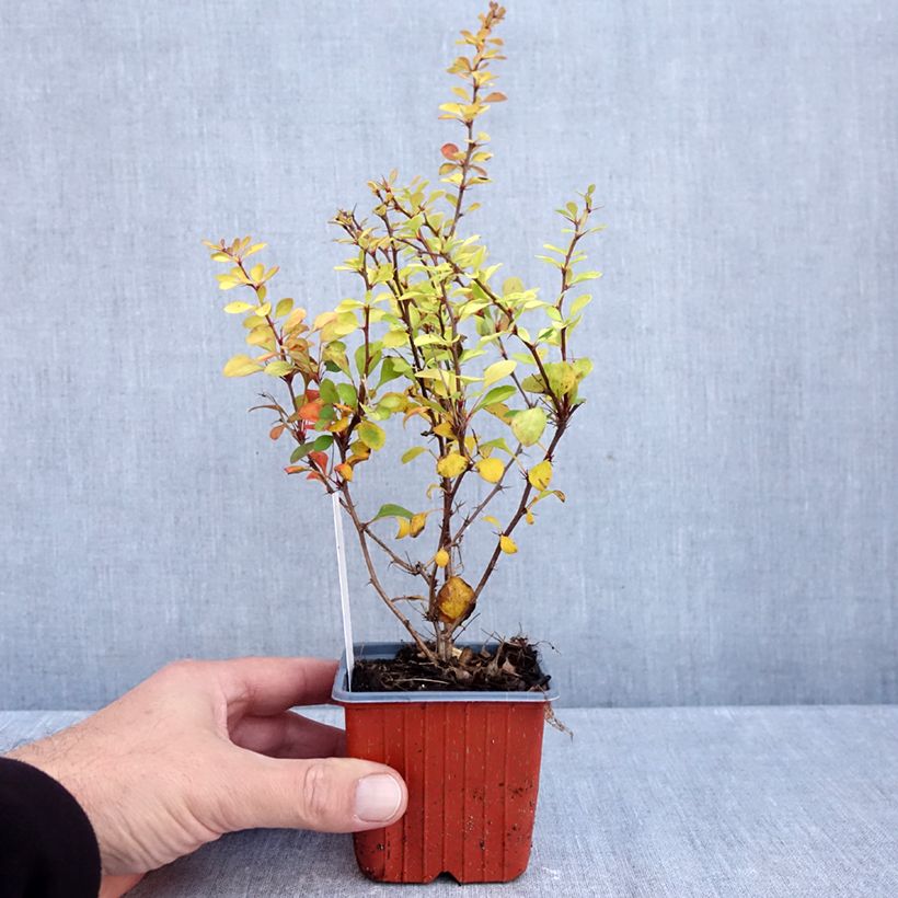 Esimerkki syksyllä toimitetusta Japaninhappomarja Aurea 8/9 cm taimiruukku-taimesta