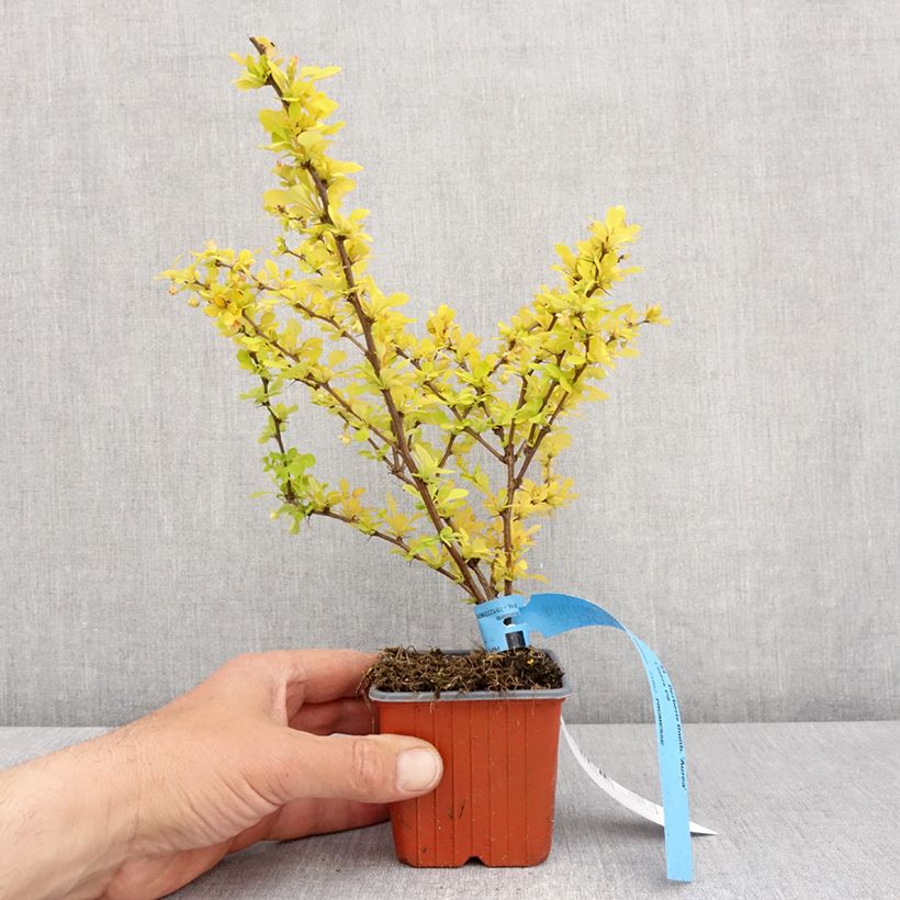 Esimerkki keväällä toimitetusta Japaninhappomarja Aurea Godet de 8/9 cm-taimesta