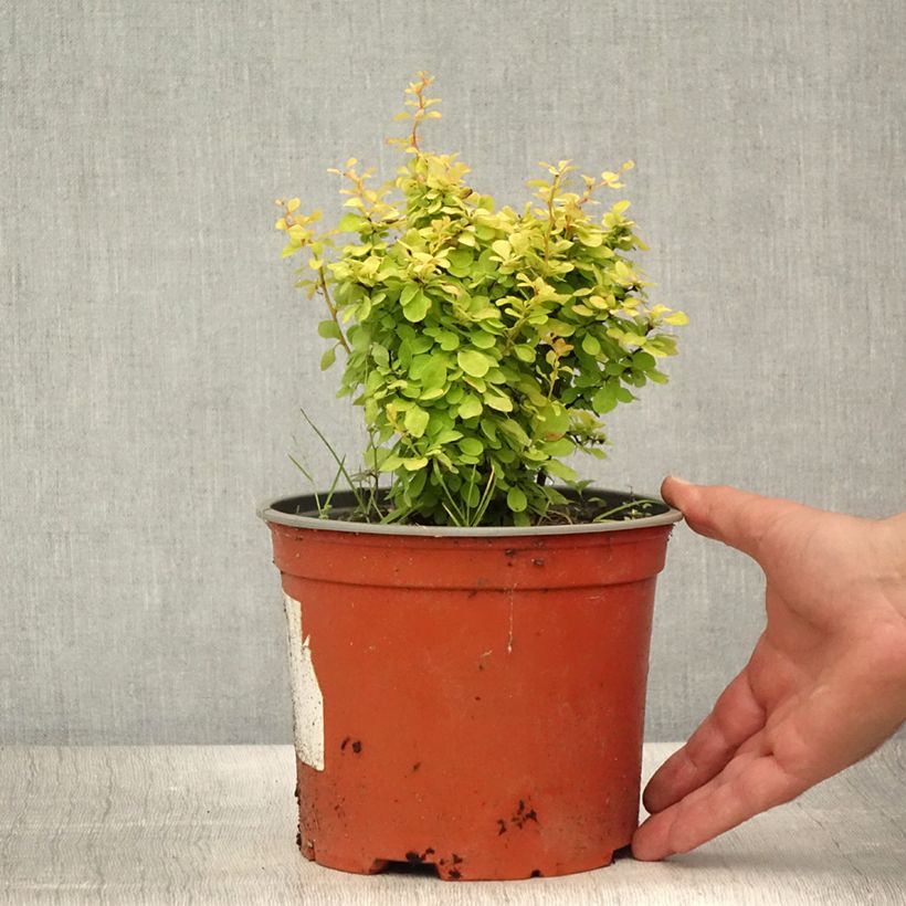 Esimerkki kesällä toimitetusta Japaninhappomarja Bonanza Gold Pot de 2L/3L-taimesta