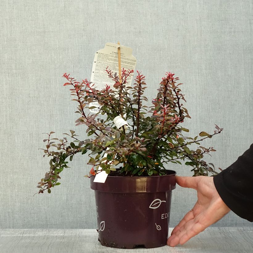 Esimerkki syksyllä toimitetusta Berberis thunbergii Cabernet - Epine-vinette Pot de 3L/4L-taimesta
