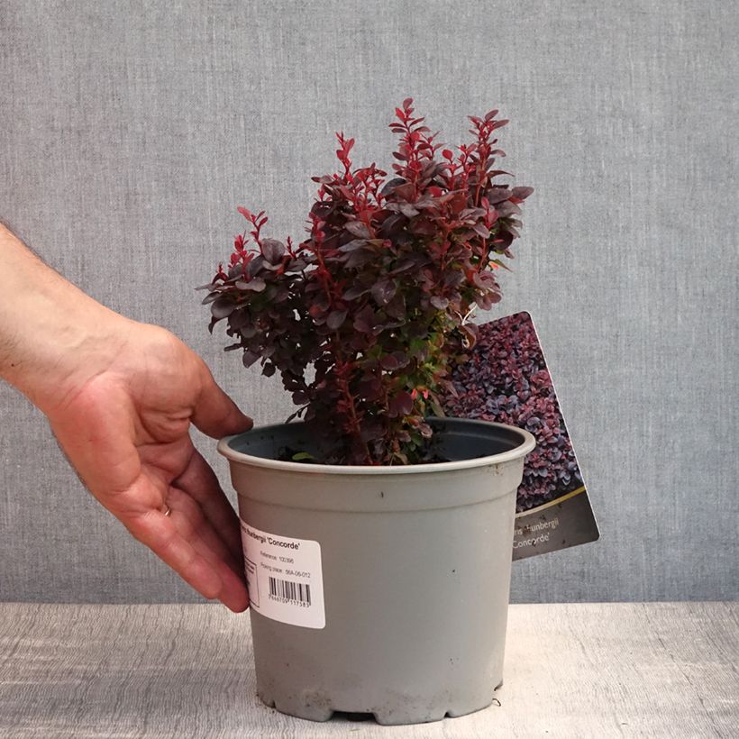 Esimerkki kesällä toimitetusta Japaninhappomarja Concorde Pot de 2L/3L-taimesta