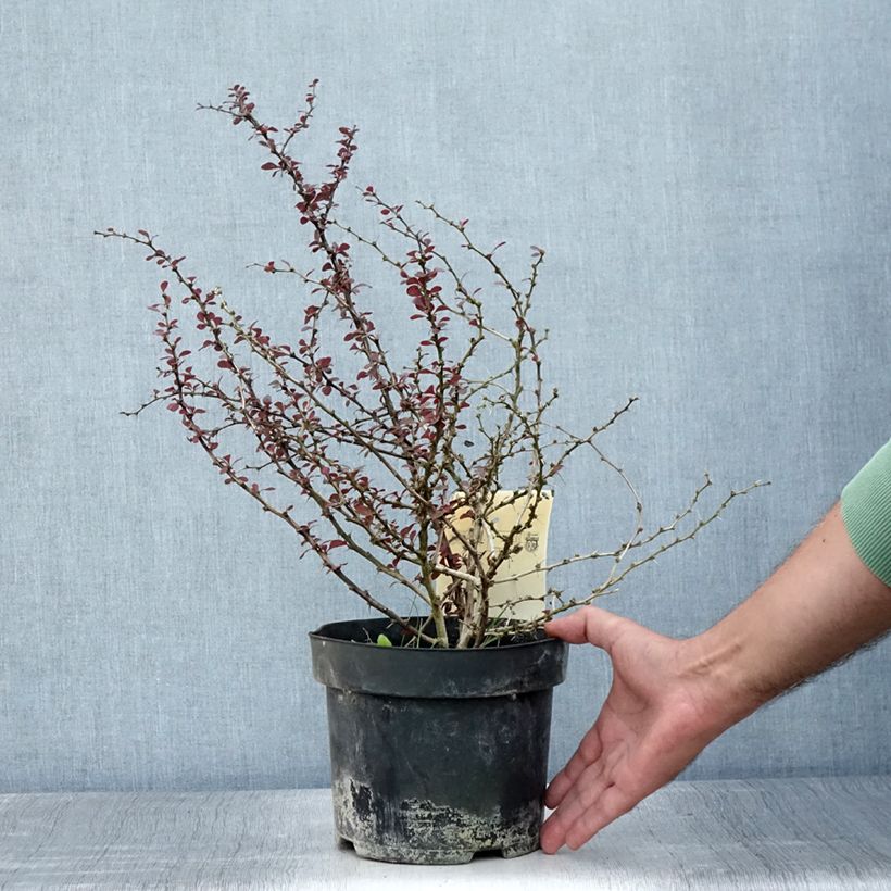Esimerkki kesällä toimitetusta Japaninhappomarja Dart's Red Lady Pot de 2L/3L-taimesta