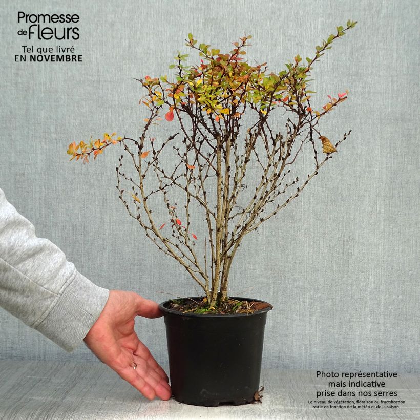 Esimerkki syksyllä toimitetusta Japaninhappomarja - Berberis thunbergii 2 litran/3 litran ruukku-taimesta