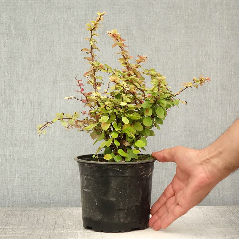 Esimerkki kesällä toimitetusta Japaninhappomarja - Berberis thunbergii Ruukku 2L / 3L-taimesta