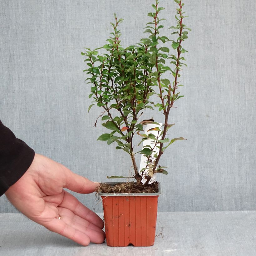 Esimerkki syksyllä toimitetusta Japaninhappomarja Erecta 8/9 cm taimiruukku-taimesta